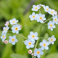 Myosotis scorpioides Plant