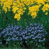 Myosotis Seeds - Compindi