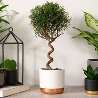 Myrtus communis on Spiral Stem