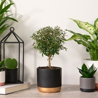 Myrtus communis on Stem