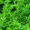 Myrtus Plant - Communis Subsp. Tarentina