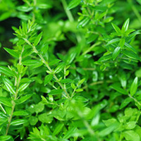 Myrtus Plant - Communis Subsp. Tarentina