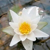 N Pygmaea Alba