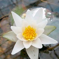 N Pygmaea Alba