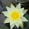 N Pygmaea Helvola