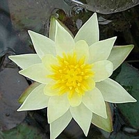 N Pygmaea Helvola