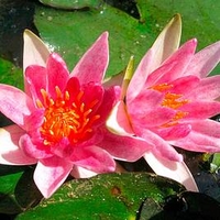 N Pygmaea Rubra