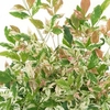 Nandina Domestica
