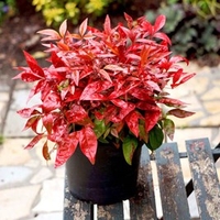 Nandina domestica Plant - Blush Pink NOBLE®