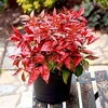 Nandina domestica Plant - Blush Pink NOBLE®