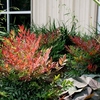 Nandina domestica Plant - Obsessed NOBLE®