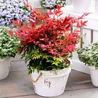 Nandina domestica Plant - Obsessed NOBLE