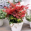Nandina domestica Plant - Obsessed NOBLE