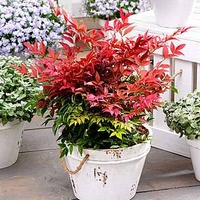 Nandina domestica Plant - Obsessed NOBLE