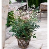 Nandina domestica Plant - 