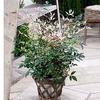 Nandina domestica 