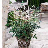 Nandina domestica 