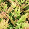 Nandina Gulf Stream