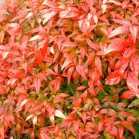 Nandina Plant - Firepower