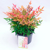 Nandina Plant - Gulfstream