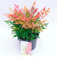 Nandina Plant - Gulfstream