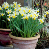 Narcissus Bulbs - Cornish Dwarf Mix