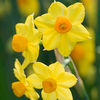 Narcissus Bulbs - Grand Soleil d