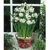Narcissus Bulbs - Paperwhite