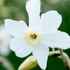 Narcissus Bulbs - Polar Ice
