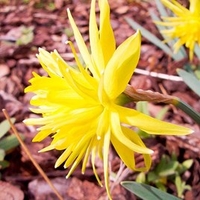 Narcissus Bulbs - Rip Van Winkle