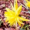 Narcissus Bulbs - Rip Van Winkle