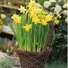 Narcissus Bulbs - Tete-a-Tete