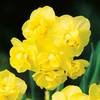 Narcissus Bulbs - Yellow Cheerfulness (Double)