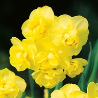 Narcissus Bulbs - Yellow Cheerfulness (Double)