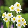 Narcissus Daffodil Bulbs - Minnow