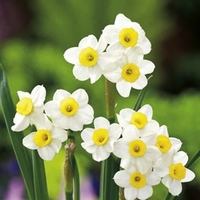 Narcissus Daffodil Bulbs - Minnow