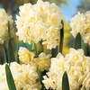 Narcissus Erlicheer
