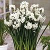 Narcissus papyraceus Bulbs