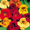 Nasturtium Seeds - Dwarf Jewel Mixture