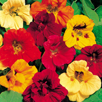 Nasturtium Seeds - Gleam Hybrids
