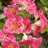 Nasturtium Seeds - Jewel Cherry Rose