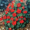 Nasturtium Seeds - Princess of India