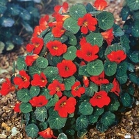 Nasturtium Seeds - Princess of India