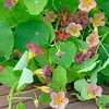 Nasturtium Seeds - Purple Emperor