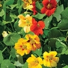 Nasturtium Seeds - Tall Mixed