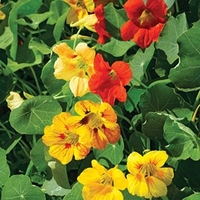 Nasturtium Seeds - Tall Mixed