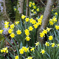 Naturalising Flower Bulbs - Collection