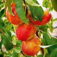 Nectarine Dwarf Fruit Tree - Madame Blanchette