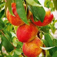 Nectarine Dwarf Fruit Tree - Madame Blanchette