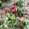 Nectarine Tree - Lord Napier
